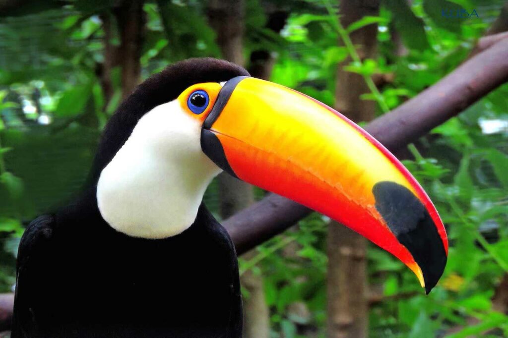 Bali Safari Birds – Toucans - Bali Safari Marine Park Bali Safari Birds – Toucans - Bali Safari Marine Park