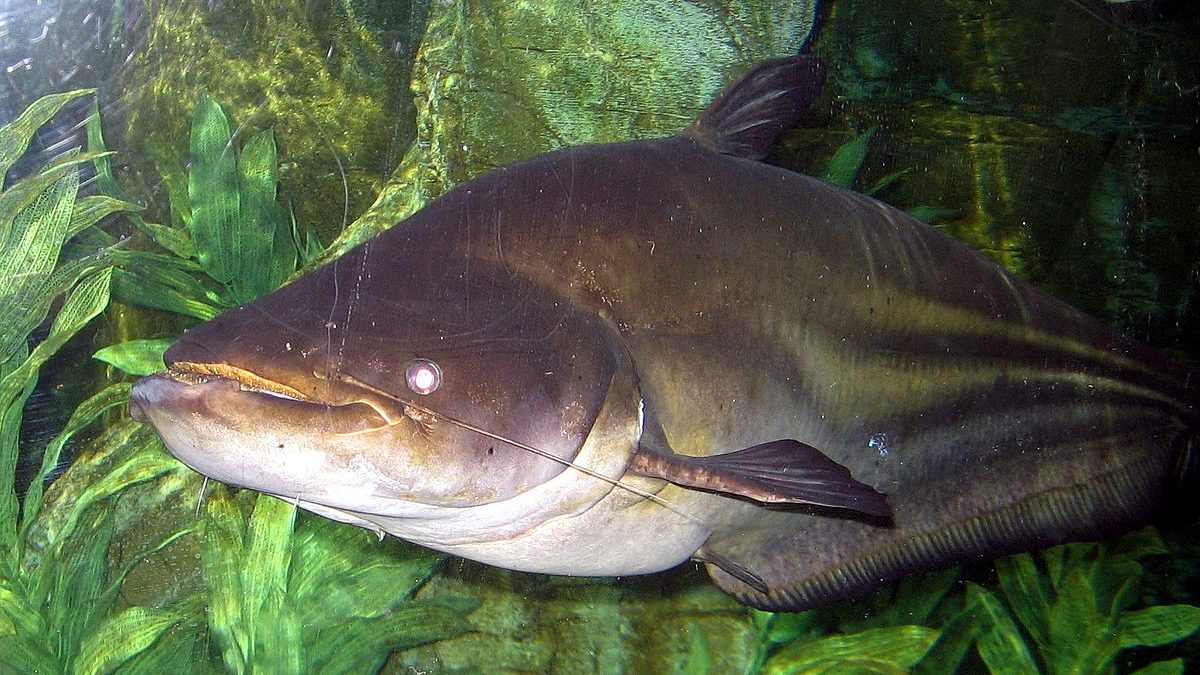 The Unfamiliar Fishes You Have to Know - Taman Safari Bali