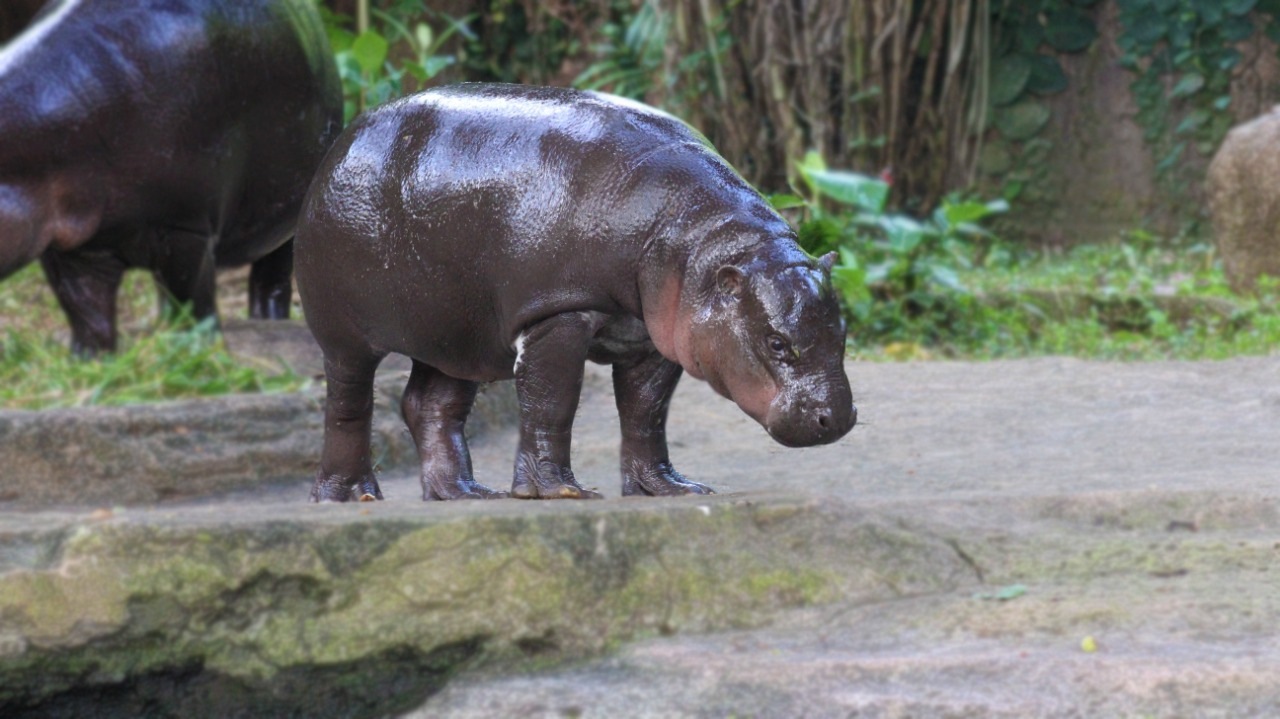 fion-pygmy-hippo-bali-safari