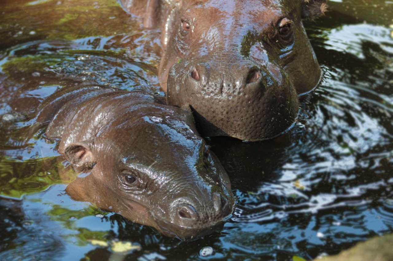 fion-pygmy-hippo-bali-safari