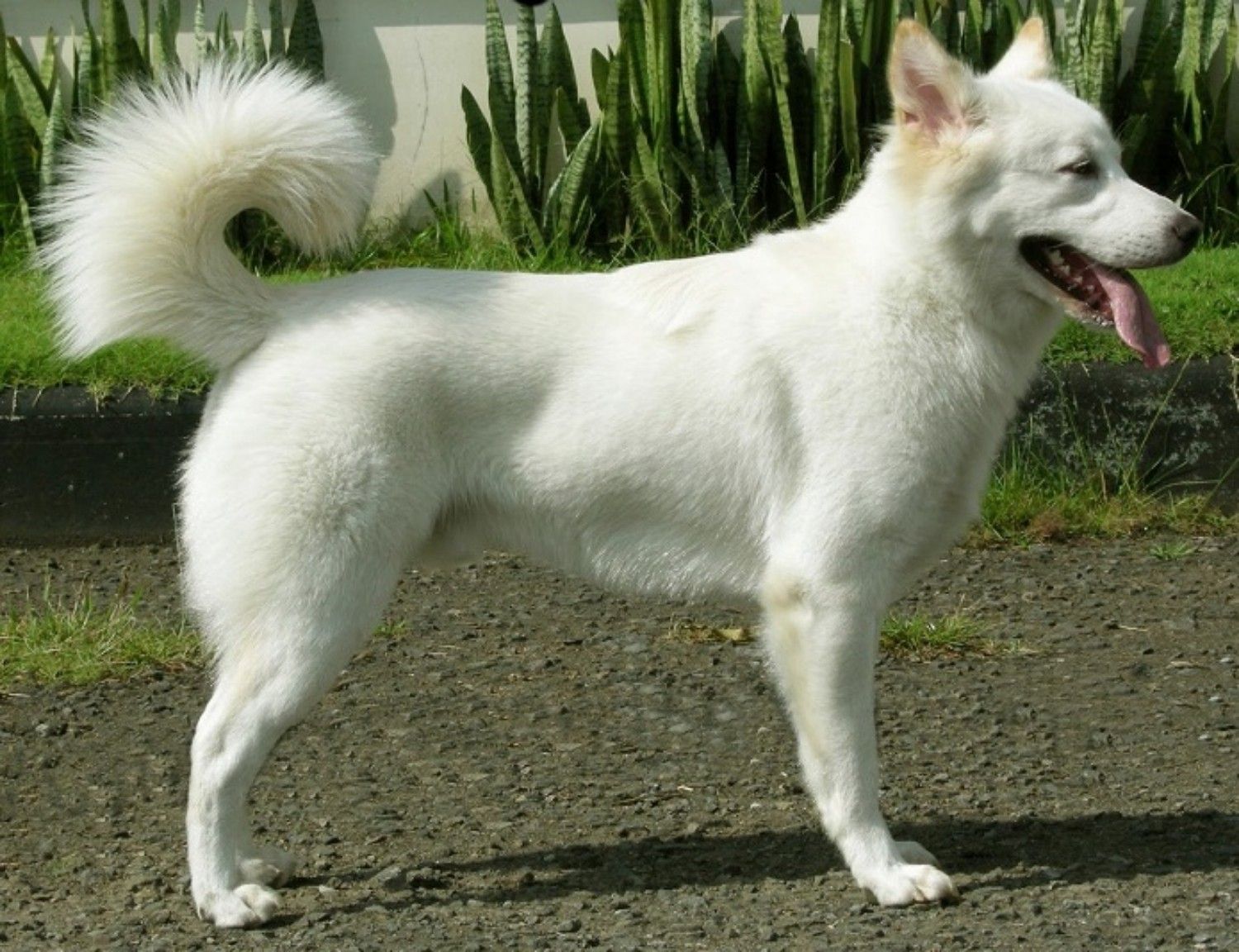 anjing-kintamani