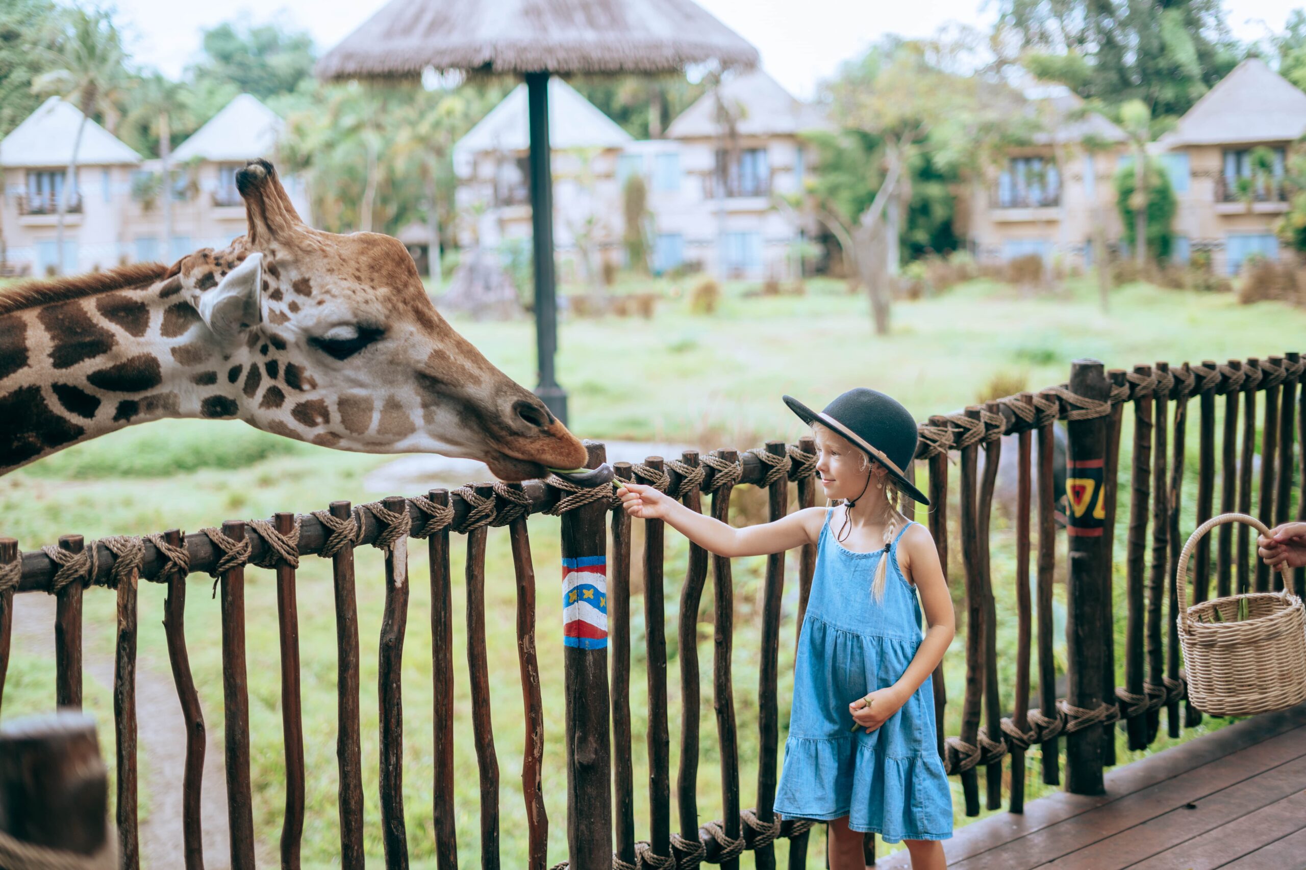 giraffe-feeding