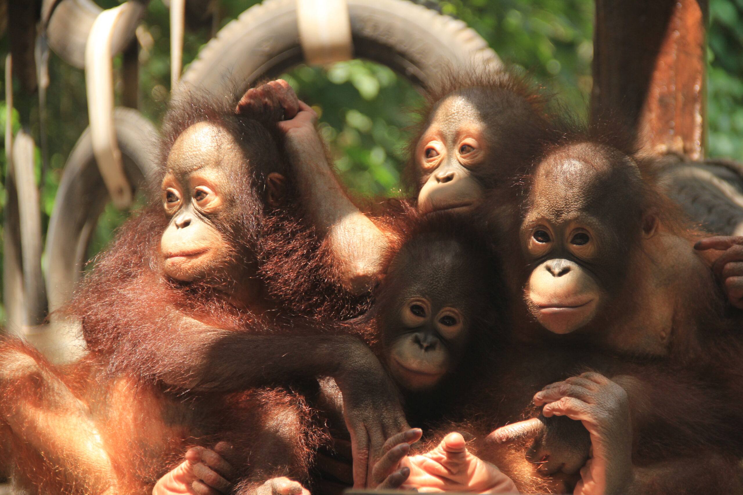 Difference Between Monkeys and Apes - Taman Safari Bali