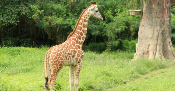 The Baby Animals in Bali Safari Park (Part I) - Bali Safari Marine Park The Baby Animals in Bali Safari Park (Part I) - Bali Safari Marine Park