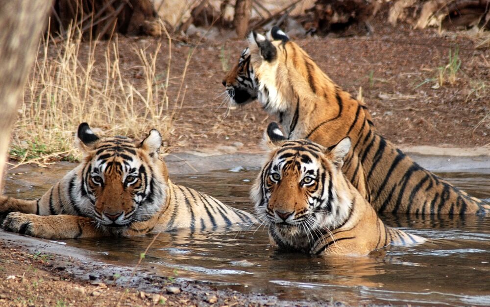 The History of Ranthambore - Bali Safari Marine Park The History of Ranthambore - Bali Safari Marine Park