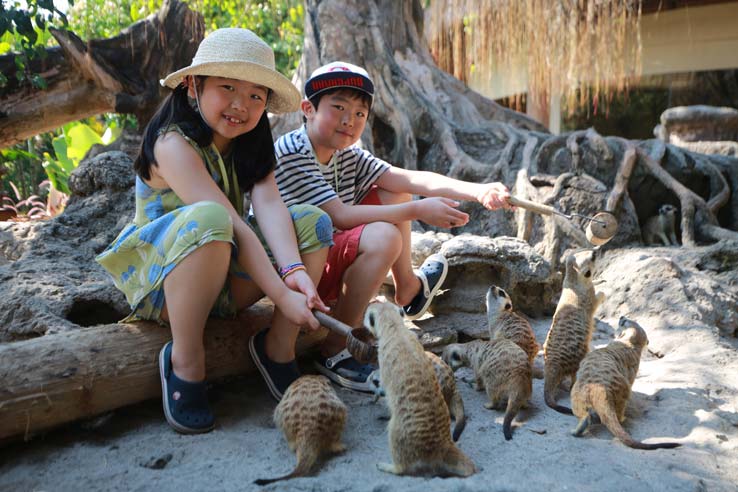 meerkat feeding child-friendly animal-feeding for the kids