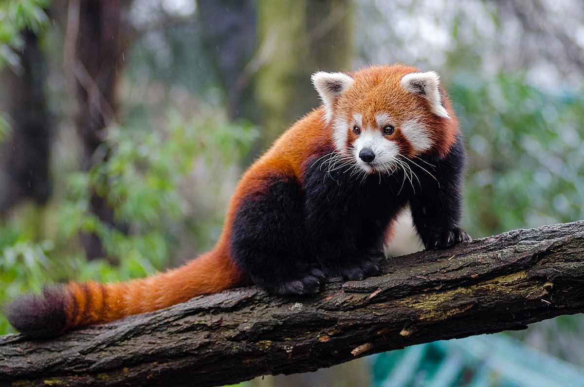 red-panda-1