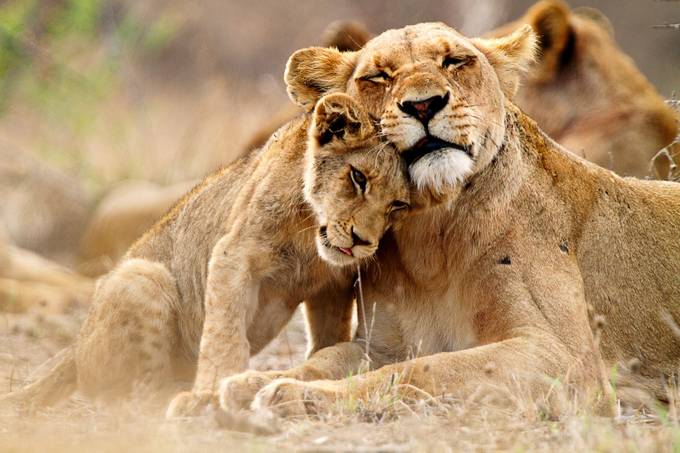 wildlife-1-lion-family