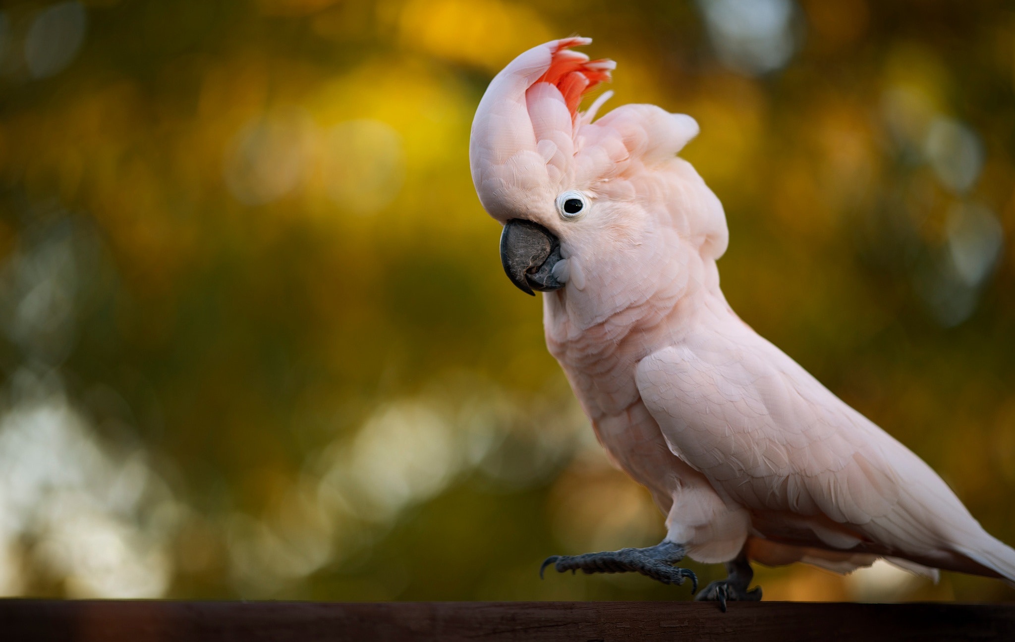 salmon-crested-cockatoo