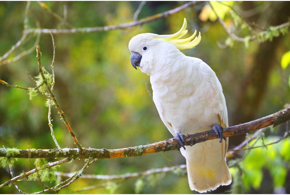 Sulphur-Created-Cockatoo-xl