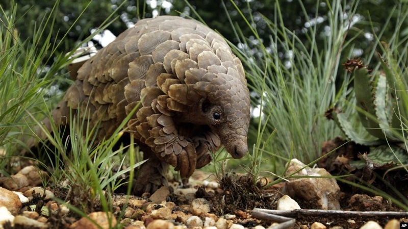 Pangolin, The Scaly Mammal - Bali Safari Marine Park Pangolin, The Scaly Mammal - Bali Safari Marine Park
