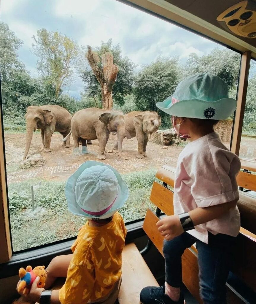 Bali safari for the kids