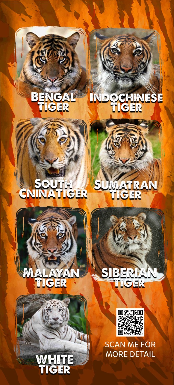 TIGER SUBSPECIES: BENGAL, SIBERIAN, SOUTH CHINA AND SUMATRAN TIGERS AND  EXTINCT SUBSPECIES