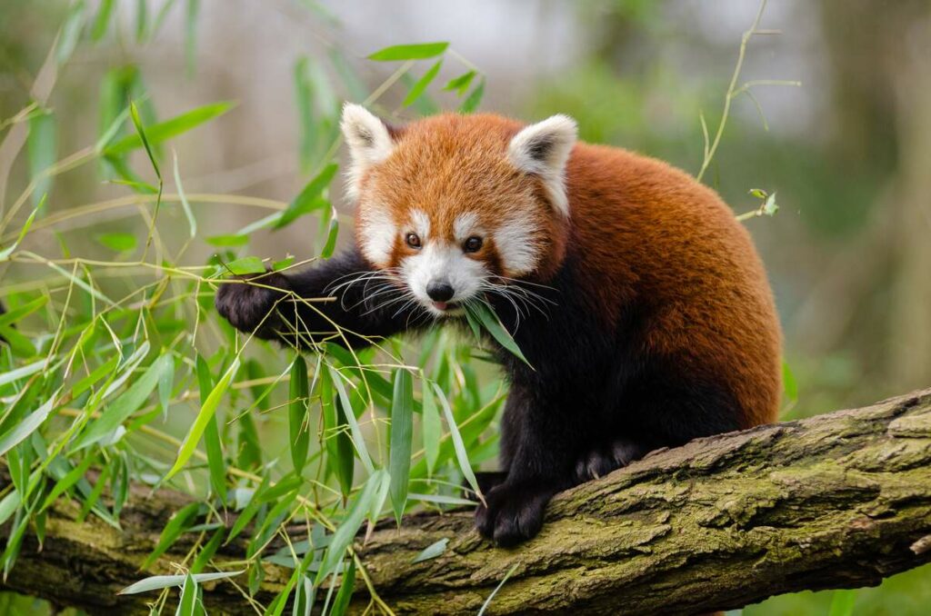International Red Panda Day Taman Safari Bali