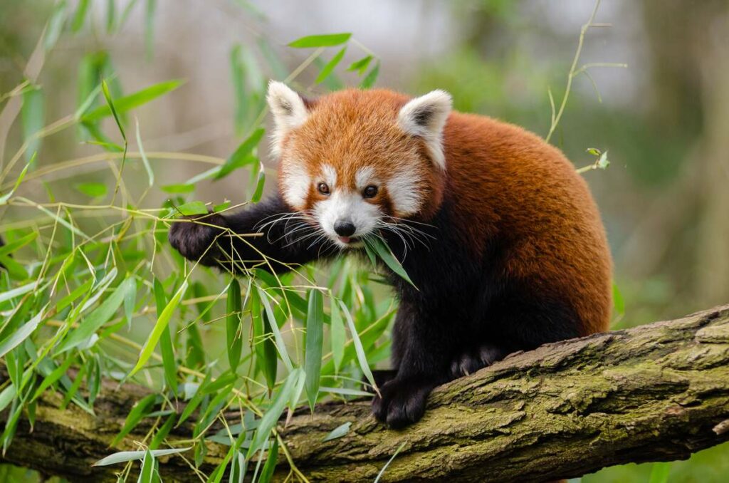 taman safari red panda