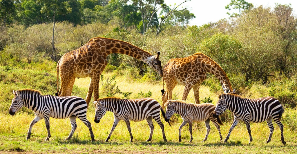 encounter wildlife closer at Bali Safari Park