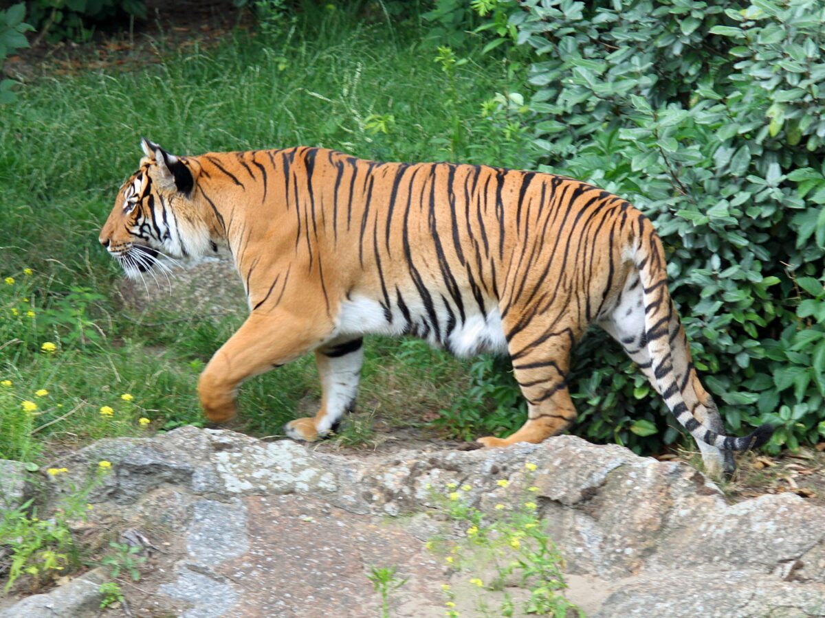 Subspecies of Tigers in the World - Taman Safari Bali