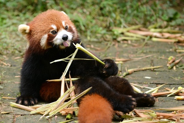 Difference Between Safari Parks and Zoos? - Taman Safari Bali