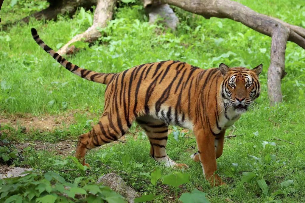 Subspecies of Tigers in the World - Taman Safari Bali