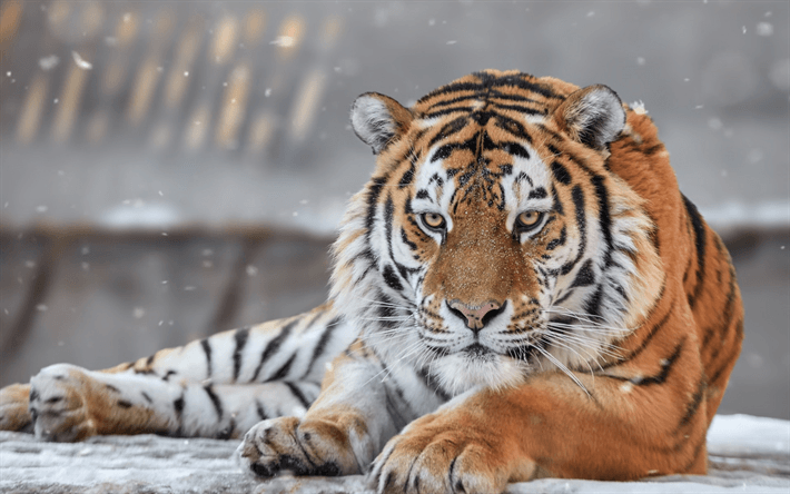 harimau siberia