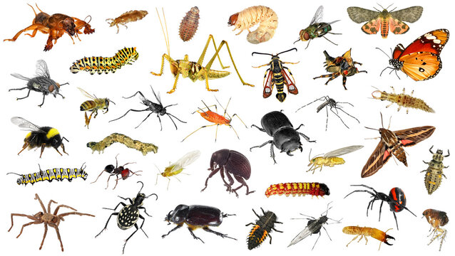 Creepy Crawly Creepy Crawly