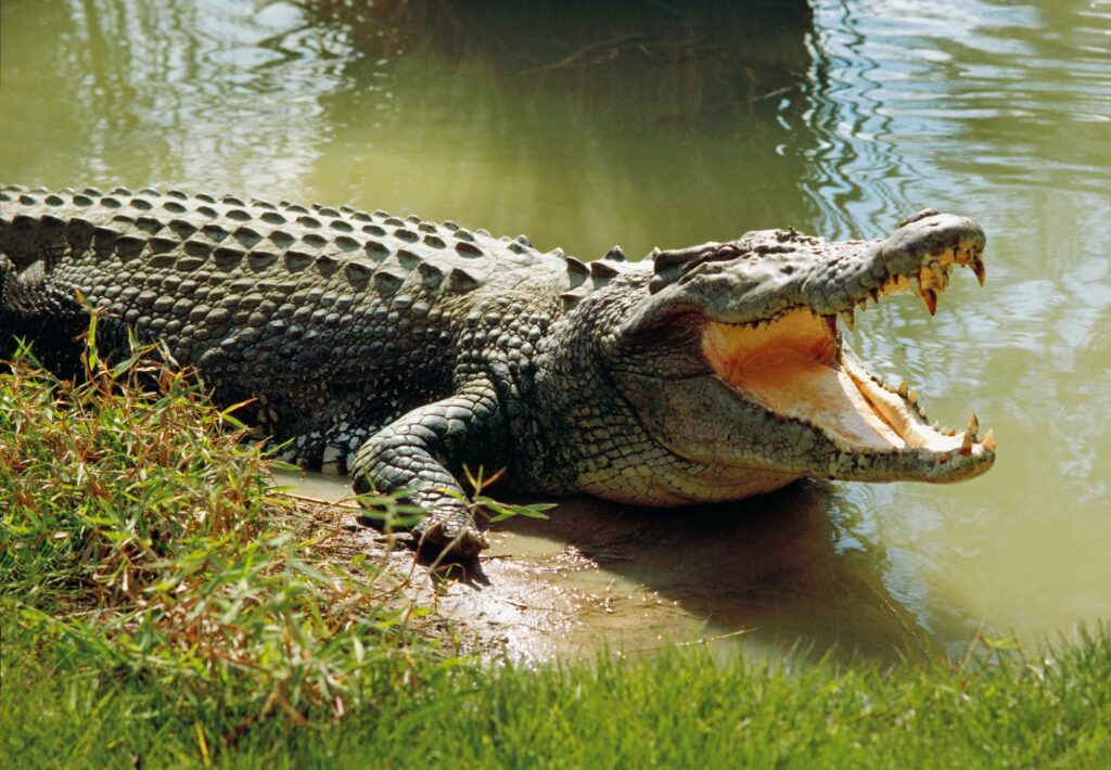 Get to Know Crocodile Morphology - Bali Safari Marine Park