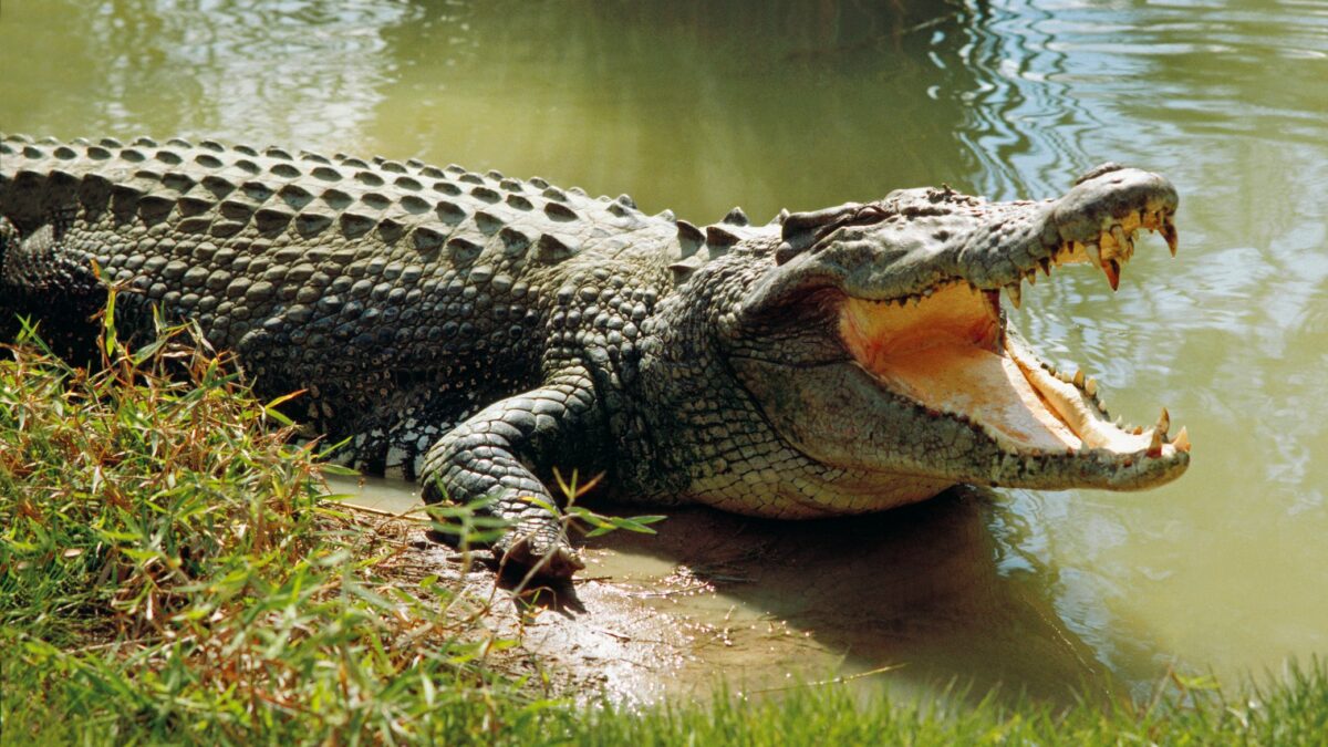 Get to Know Crocodile Morphology - Bali Safari Marine Park