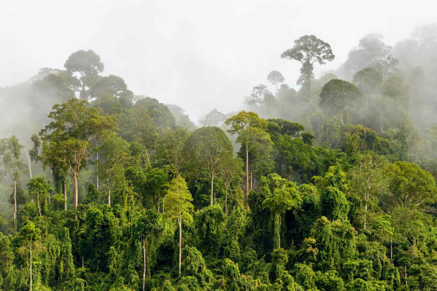 Tropical Rainforest, One of Earth's Large Biome - Taman Safari Bali