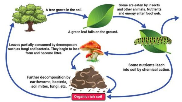 Cycling Within’ and Between Ecosystems Biology Diagrams