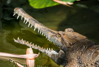 The Asian Crocodiles - Bali Safari Marine Park