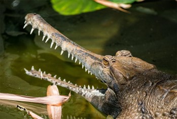 The Asian Crocodiles - Taman Safari Bali The Asian Crocodiles - Taman Safari Bali