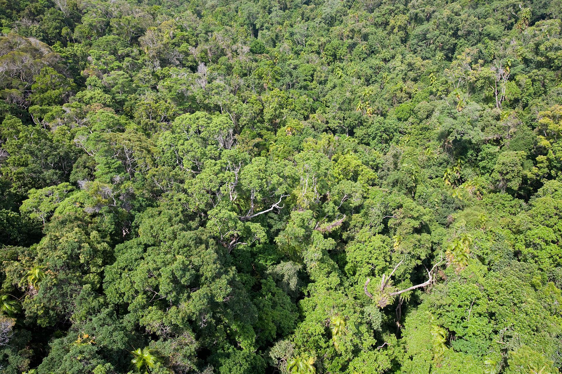 Forest research canopy cover