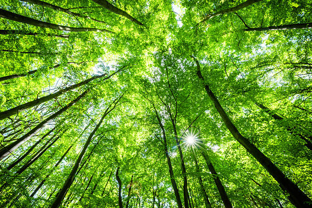The Important Subsystem of Forest Canopy - Taman Safari Bali