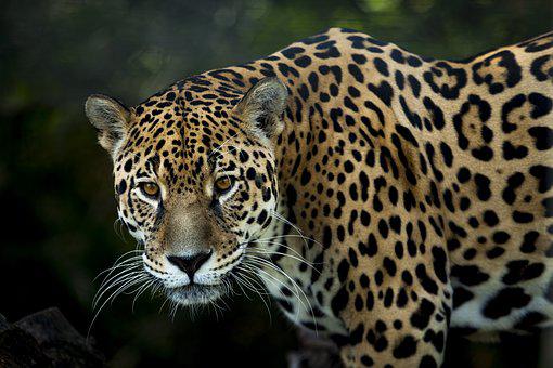 All About The Jaguar - Bali Safari Marine Park