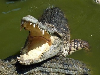 Get to Know Crocodile Morphology - Bali Safari Marine Park