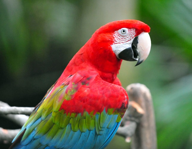 Find The Red Macaw at Bali Safari Park