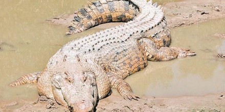 The Asian Crocodiles - Taman Safari Bali