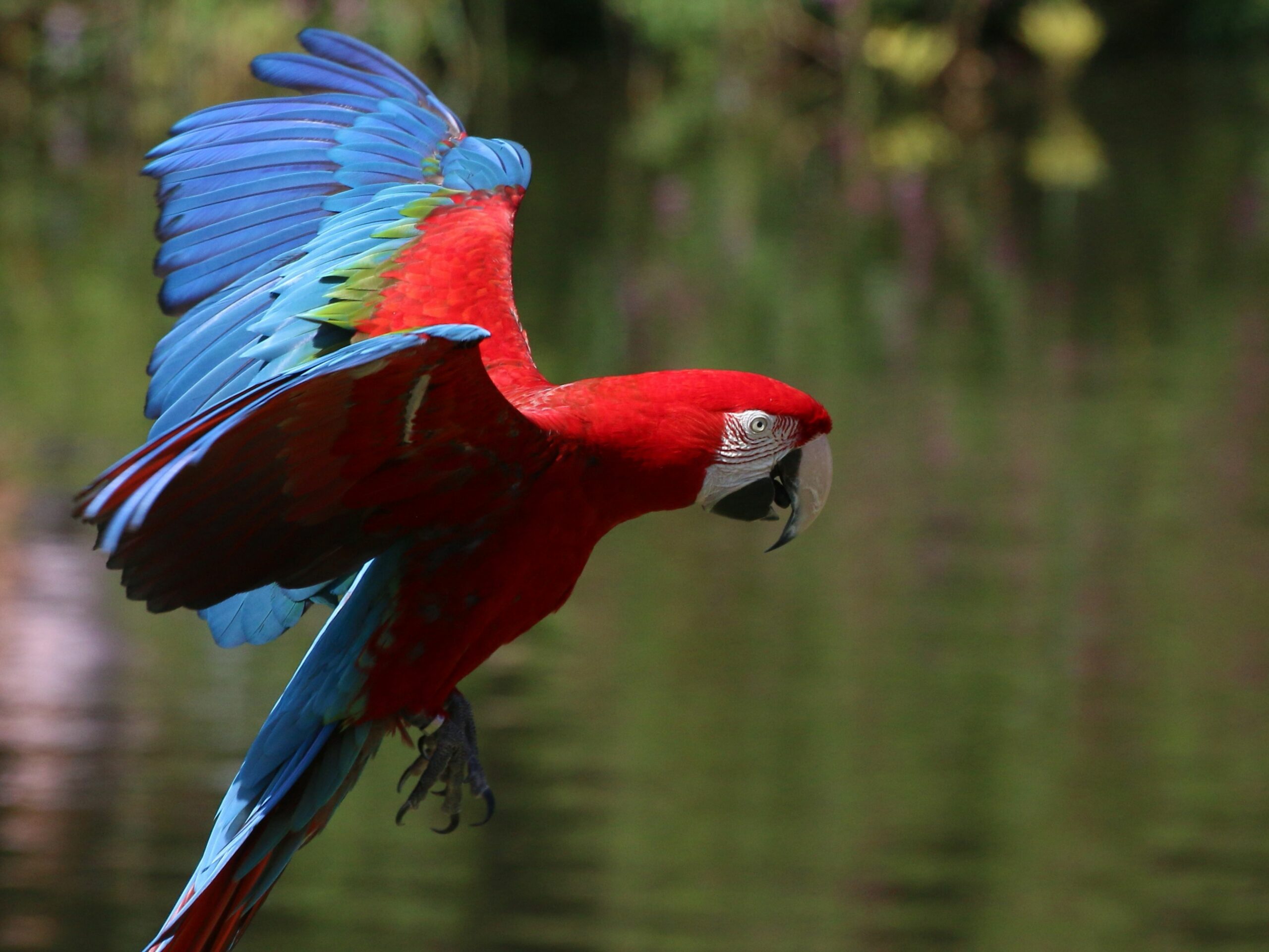 the red macaw flying find it at Bali Safari Park