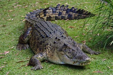 The Asian Crocodiles - Taman Safari Bali