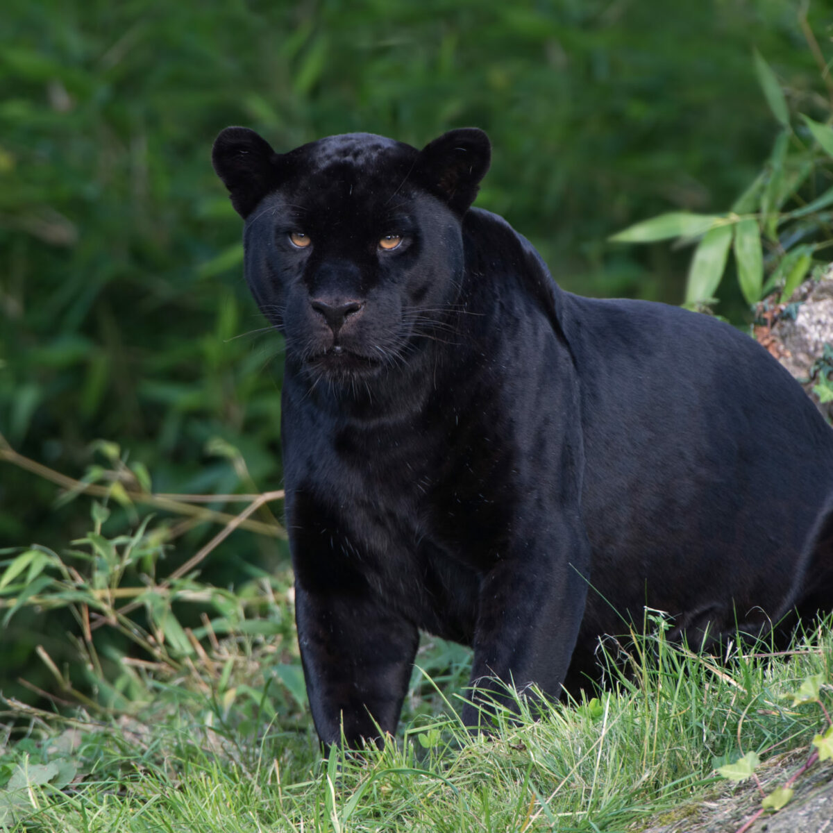 All About The Jaguar - Taman Safari Bali
