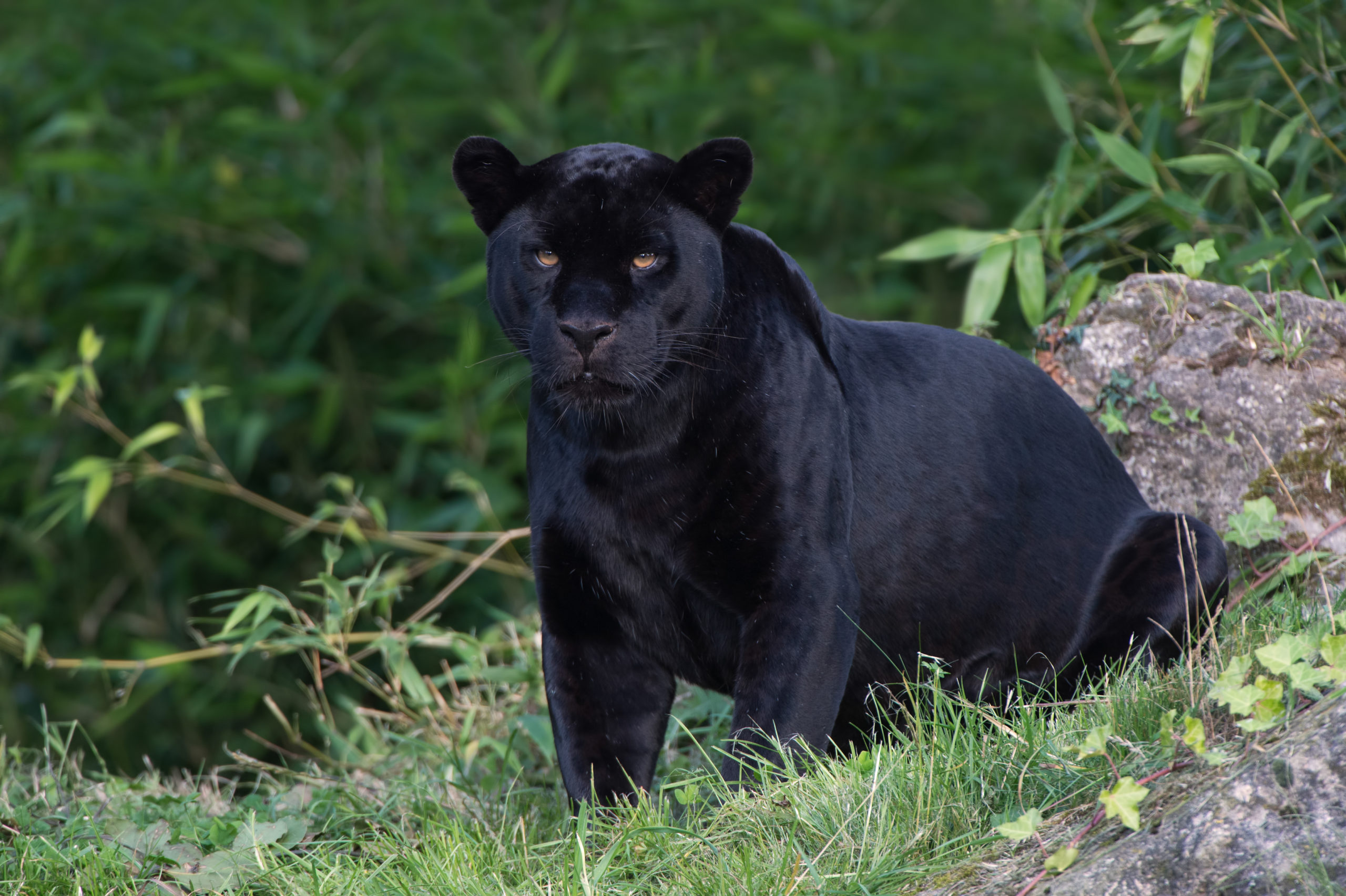All About The Jaguar - Bali Safari Marine Park All About The Jaguar - Bali Safari Marine Park