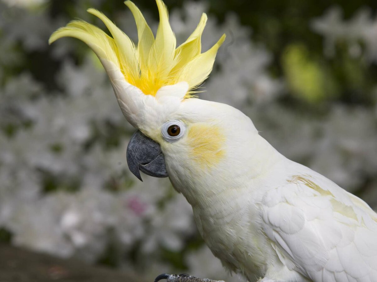 Cockatoo - PetCare Mag