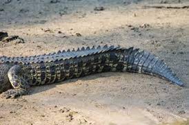 Get to Know Crocodile Morphology - Bali Safari Marine Park