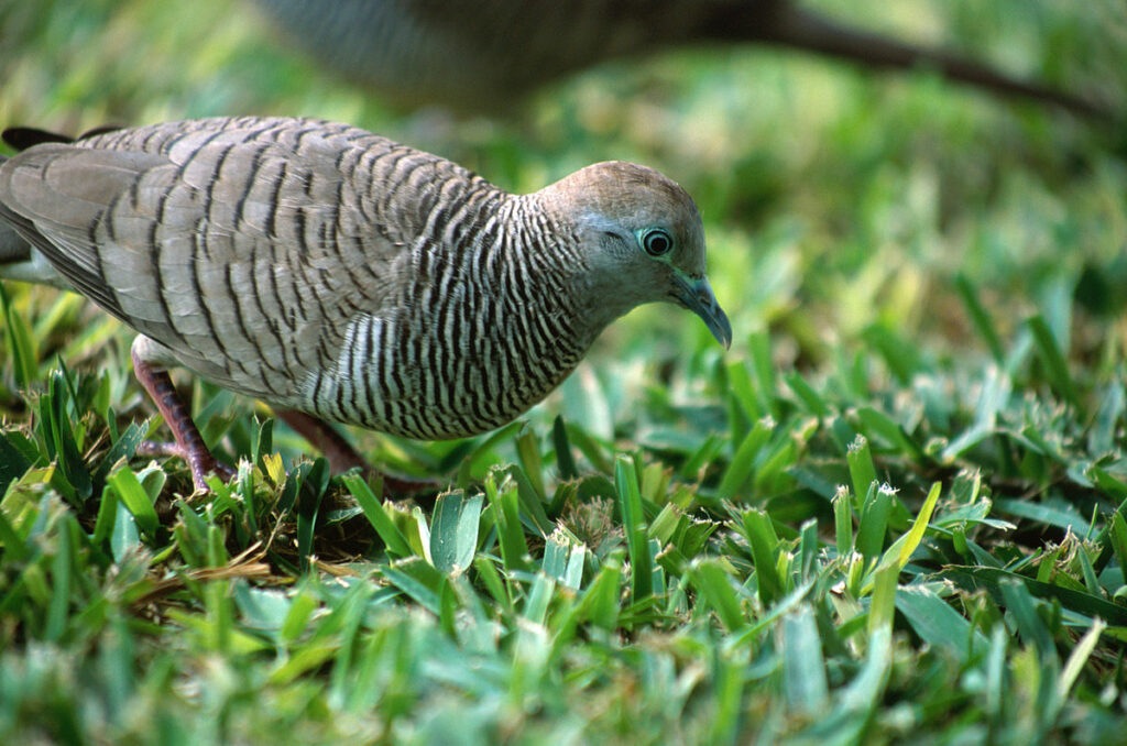 the-zebra-dove