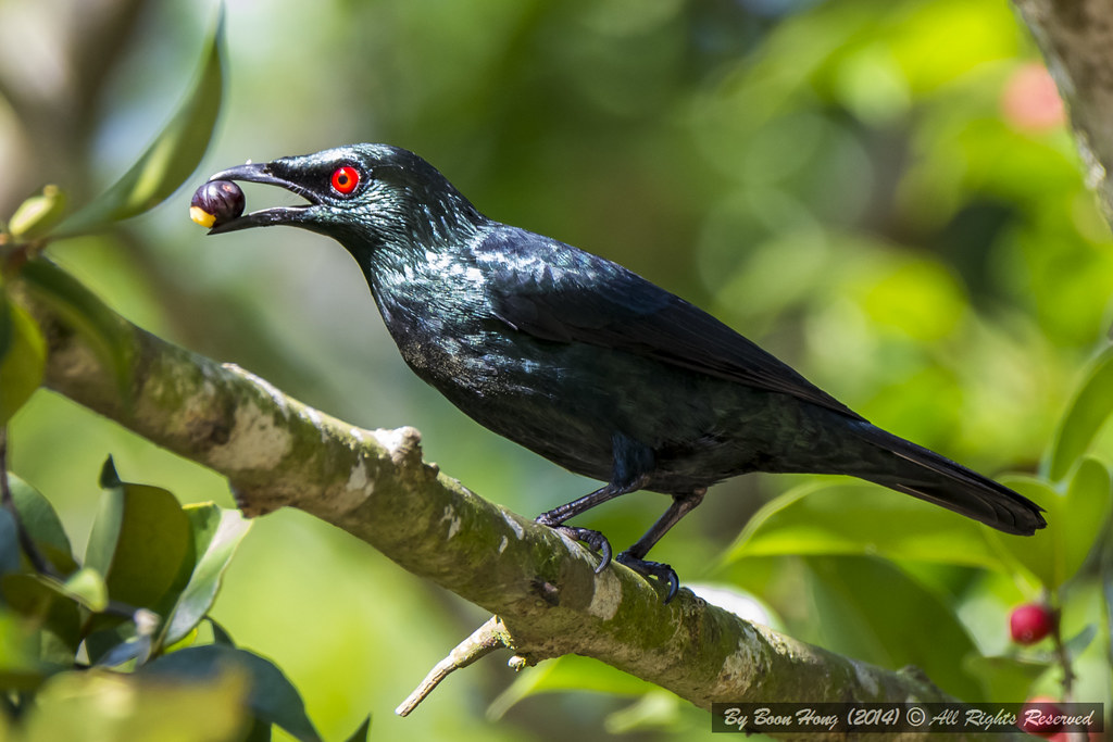 the-asian-glossy-starling