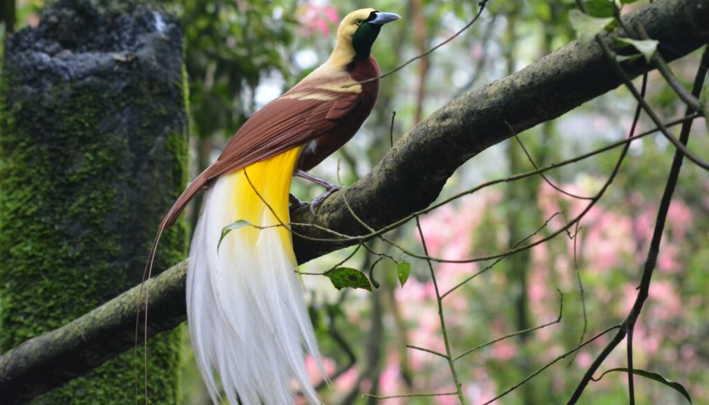 the-lesser-birds-of-paradise
