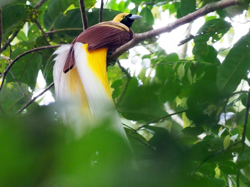 the-lesser-birds-of-paradise