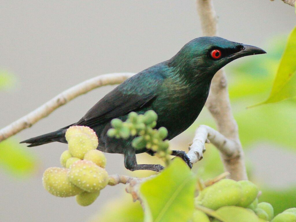 the-asian-glossy-starling