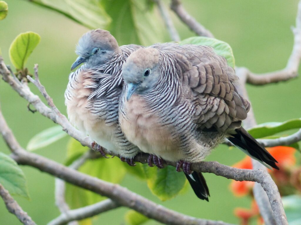 the-zebra-dove