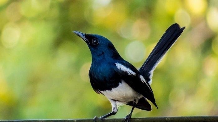 the-oriental-magpie-robin